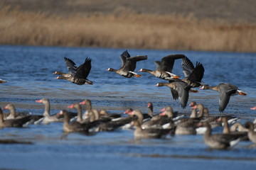 Greater White-fronted Goose (Anser albifrons) 