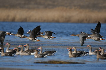 Greater White-fronted Goose (Anser albifrons) 