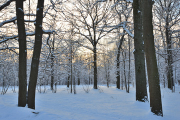 In winter, heavy snow fell in the park