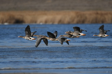 Greater White-fronted Goose (Anser albifrons) 
