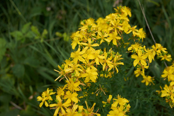 Hypericum perforatum