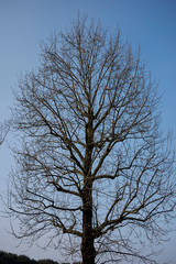 liriodendron tulipifera