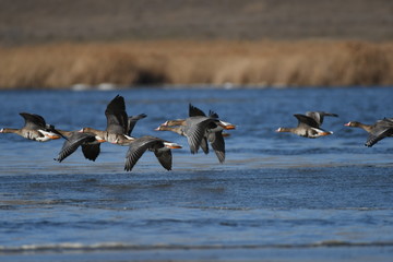 Greater White-fronted Goose (Anser albifrons) 