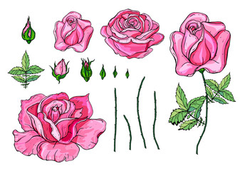 Pink vector roses and green leave elements set isolated on the white background for floral decoration