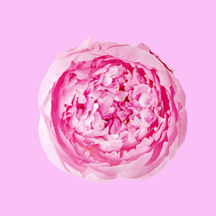 Pion isolated on colored background. Pink gentle soft peony flower. Stylish flowers for St. Valentine's Day and March 8.