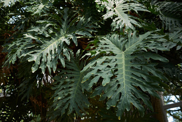 Philodendron bipinnatifidum