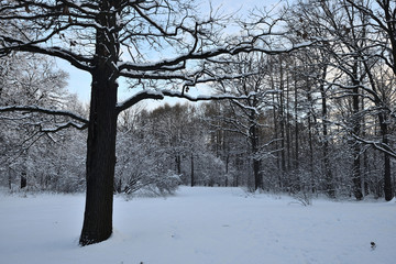 Fototapeta na wymiar In winter, heavy snow fell in the park