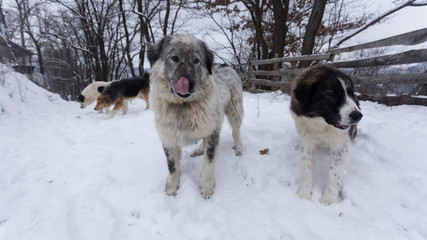 Dogs having fun in the snow on a cold winter day somewhere in the mountains of Romania