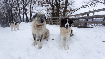 Dogs having fun in the snow on a cold winter day somewhere in the mountains of Romania
