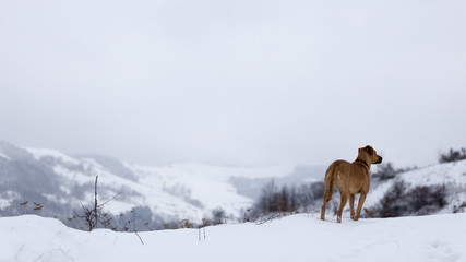 Portrait of a dog having fun in the snow during a cold day of winter in Romanian mountains