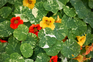 Fototapeta premium Tropaeolum majus