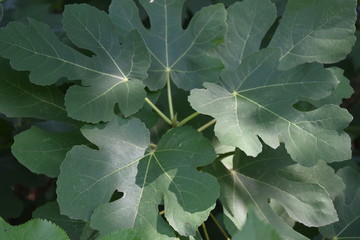 Foglie di fico
