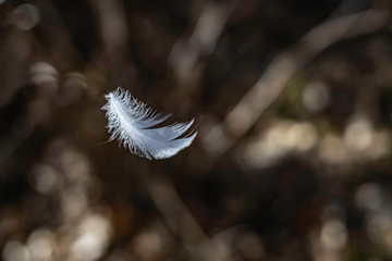 Weiße Feder fliegt durch die Luft mit brauenen Hintergrund