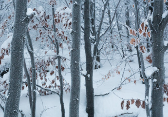 One of the most beautiful things in winter is observing the frozen trees. They look so lifeless that it is unimaginable that they will come back to life in spring.