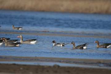 Greater White-fronted Goose (Anser albifrons) 