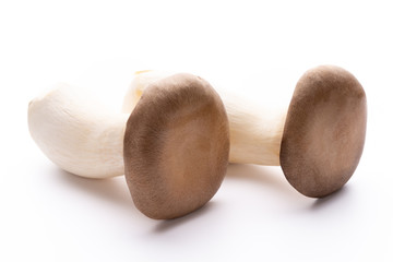 King oyster mushroom on white background.