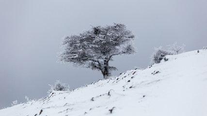 One of the most beautiful things in winter is observing the frozen trees. They look so lifeless that it is unimaginable that they will come back to life in spring.