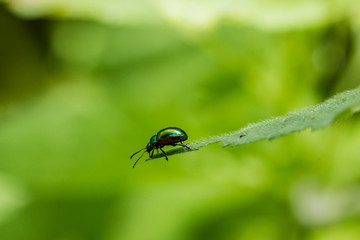 Insect