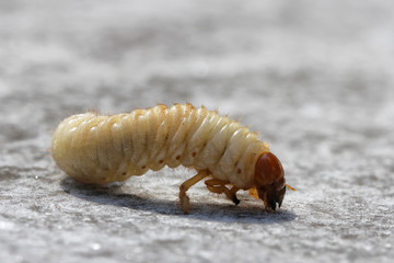 Insect