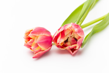 Pink color tulips on the white background. Retro vintage style.