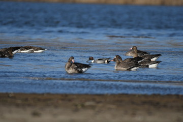 Fototapeta premium Greater White-fronted Goose (Anser albifrons) 