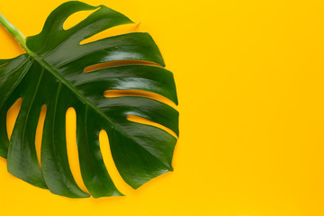 Tropical Jungle Leaf, Monstera, resting on flat surface, on yellow background.