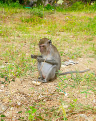 macaco mangia tailandia spiaggia