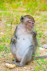 un macaco scimmia mangia