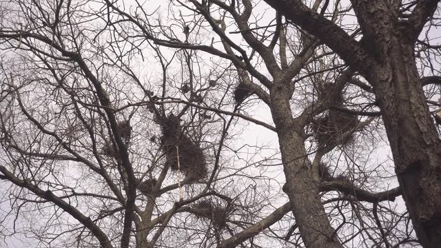    Crows In Nests On Tree