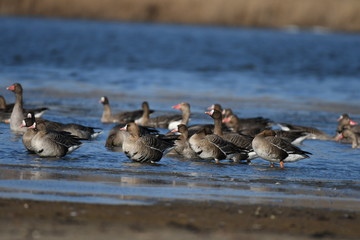 Greater White-fronted Goose (Anser albifrons) 