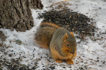 Red Squirrel