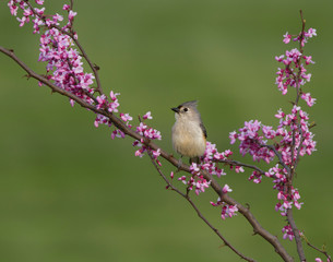 Tufted Titmouse Perched on Redbud Branch