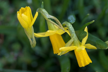Close up of yellow tete a tete daffodils growing in the grass. Taken on an unseasonally warm day in February 2019.