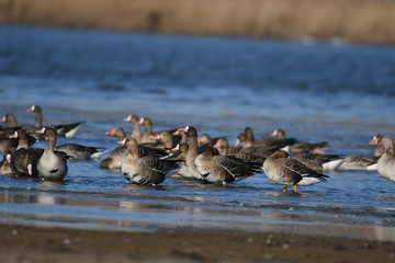 Greater White-fronted Goose (Anser albifrons) 