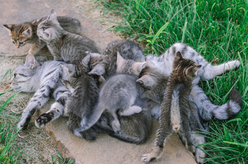 Obraz premium Cat mom and 9 kittens in nature on a green background. Lactation.