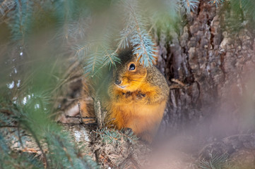 Red Squirrel collecting seeds
