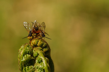 Insect