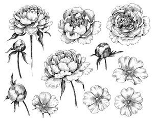 Hand drawn set of Dog-Rose and Peony  Flowers and Buds © val_iva