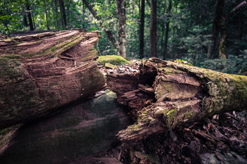 Natural Dead Tree in Jungle