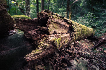 Fototapeta na wymiar Natural Dead Tree in Jungle