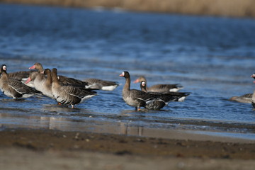 Greater White-fronted Goose (Anser albifrons) 