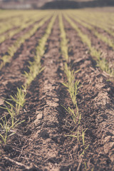 Feed Grass groove, La Pampa , Argentina