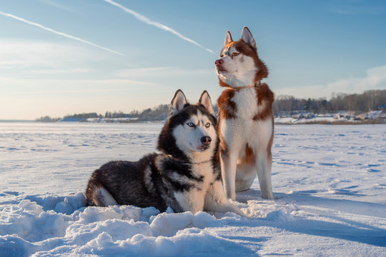 Awesome siberian husky dogs portrait on snow. Winter with blue sky.