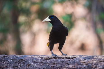 Yellow rumped cacique, Cacicus cela, Pantanal Brazil