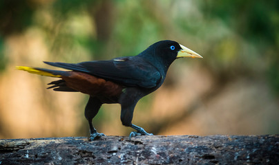 Yellow rumped cacique, Cacicus cela, Pantanal Brazil