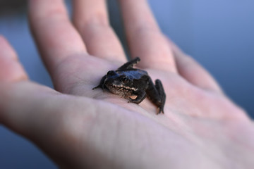 frog in a hand