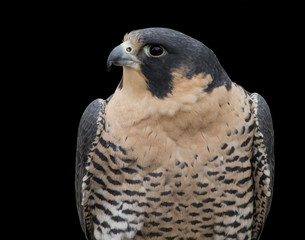Peregrine Falcon Head and Shoulders