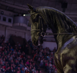 black horse rider in circus arena
