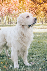 retriever in the park