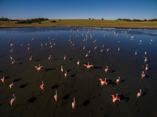 Flamingos flock, Patagonia, Argentina